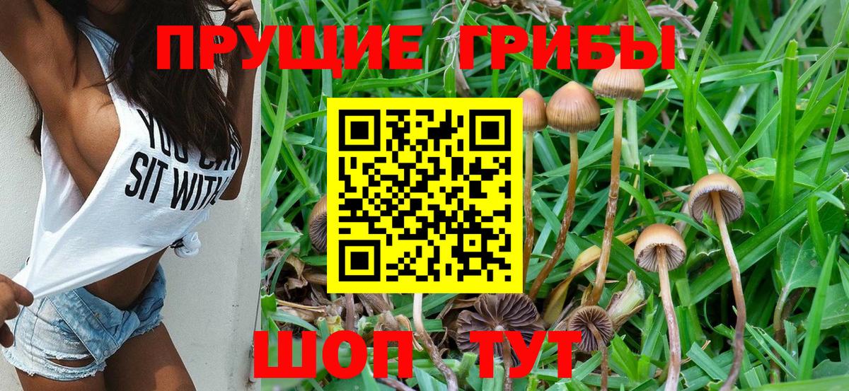 Псилоцибиновые грибы Psilocybine cubensis Кисловодск